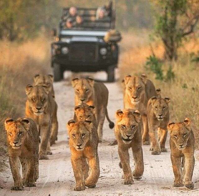 Zuid-Afrika Safari