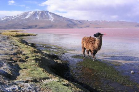 Vakantie Bolivia